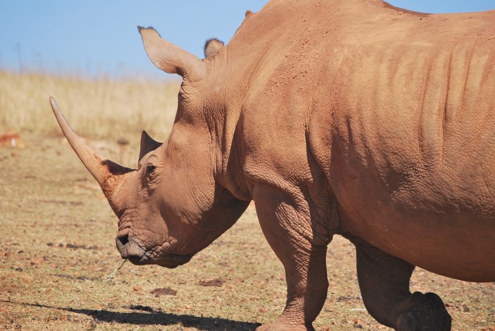 White Rhino